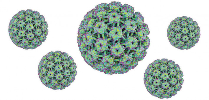 HPV Virus