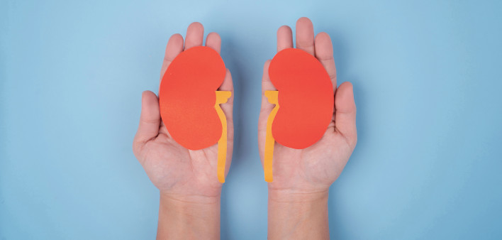 hands holding paper illustrations of kidneys