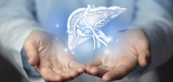 handdrawn highlighted illustration of human liver.