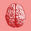illustration of brain