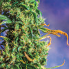 marijuana pot