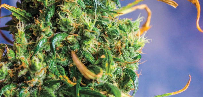 marijuana pot