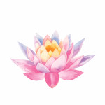 illustration lotus flower