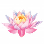 illustration lotus flower