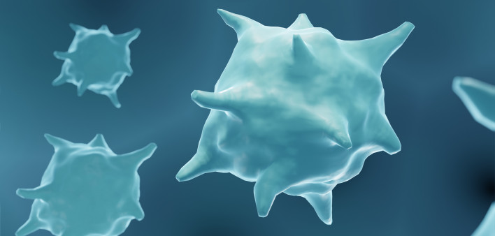 macrophage