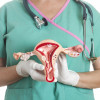 Female reproductive system
