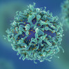 T-cells