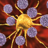 T cells attack a cancer cell