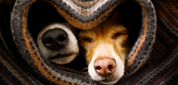 couple of dogs in love sleeping together under the blanket in bed in heart form, warm and cozy and cuddly
