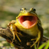 frog