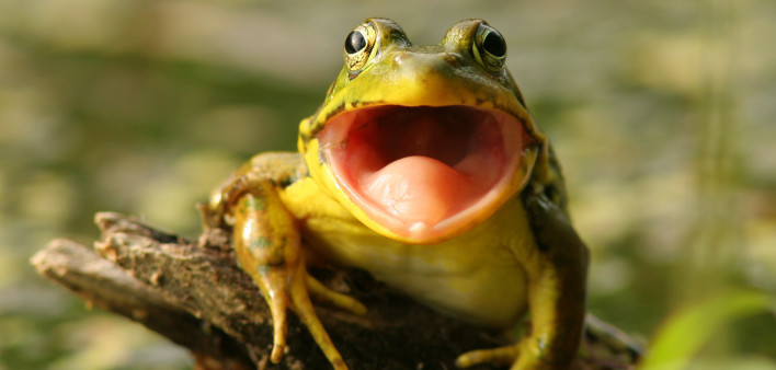 frog