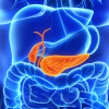 Pancreas and gall bladder