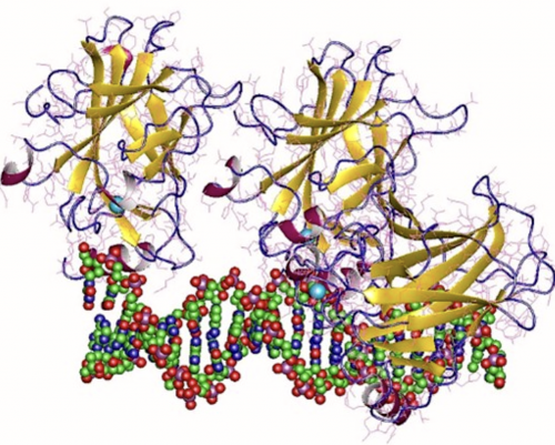 suppressor gene in pancreatic cancer