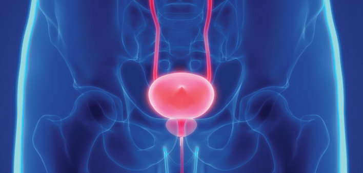 prostate bladder illustration