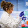 Beronja Lab postdoctoral fellow Rachel Lex, PhD, received an American Cancer Society fellowship to better understand why body location influences cancer risk.