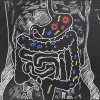 Gut bacteria
