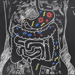 gut-bacteria