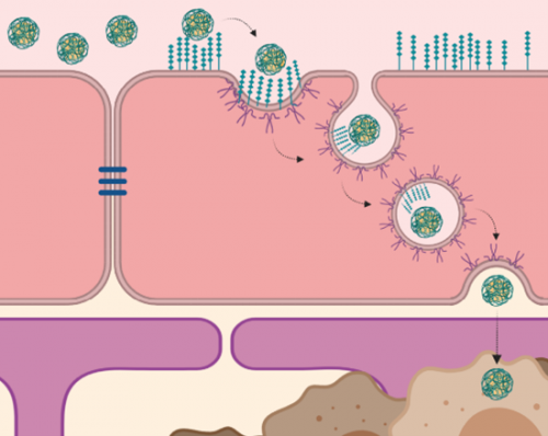 Damon Runyon  Nanoparticles crossing the blood-brain barrier escorted by P-selectin