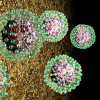 Hepatitis B virus