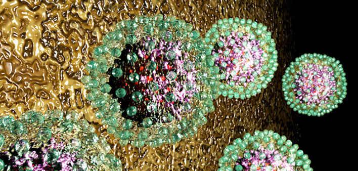 hepatitis B, HBV