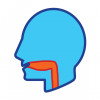 illustration of head and throat
