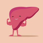 illustration of liver flexing muscles