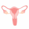 female reproductive system ovaries uterus