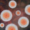 Illustration of hepatitis C virus (HCV)