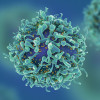 T-cells