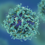 T-cells