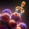 An illustration of a monoclonal antibody drug attacking cancer cells.  An illustration of a monoclonal antibody drug attacking cancer cells
