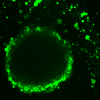 Image shows differences in cell layers’ fluorescent-dye uptake in a model of high-grade serous ovarian cancer.