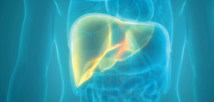 illustration liver