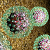 Hepatitis B virus