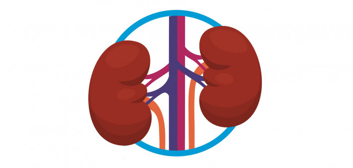 kidney