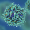 T-cells