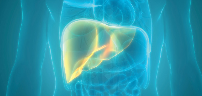 illustration liver