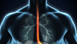 esophagus, throat, stomach, gastric, digestive tract