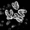 Small, circular pieces of DNA floating among larger chromosomes inside a human cell