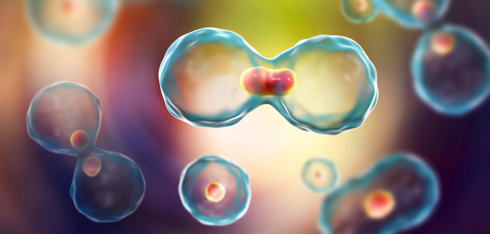 Dividing cells on colorful background