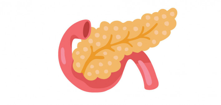 illustration pancreas and stomach