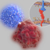 Immune checkpoints are regulators of the immune system. The interaction between PD-L1 (red molecule, insert) on the surface of a cancer cell (red) and the immune checkpoint PD-1 (blue molecule, insert) on a T-cell (blue) inhibits T-cell killing of tumor c