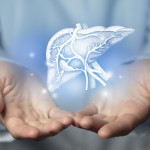 handdrawn highlighted illustration of human liver.
