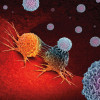 immune cells attack cancer cells