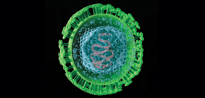 Herpes Virus