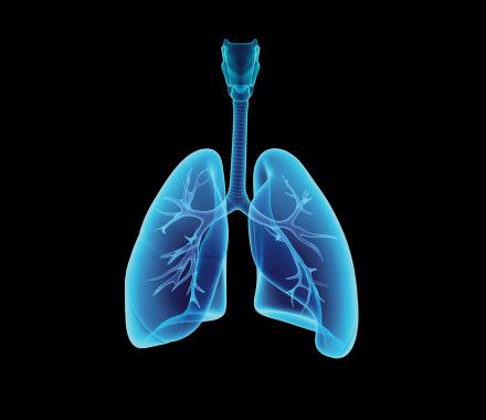 illustration lungs esophagus