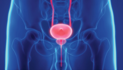 prostate bladder illustration