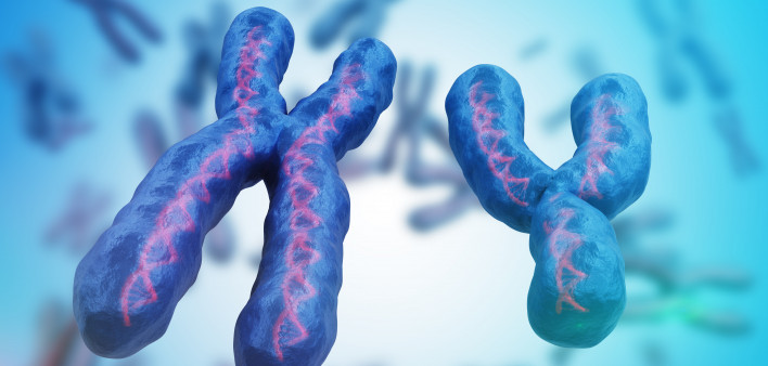 X and Y chromosomes.