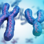 X and Y chromosomes.