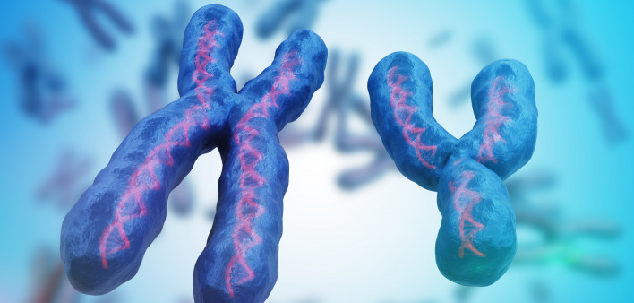 X and Y chromosomes.